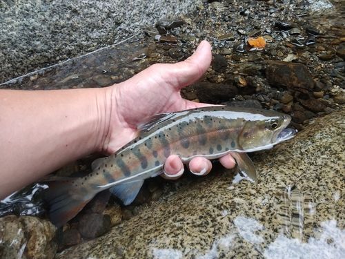 ヤマメの釣果