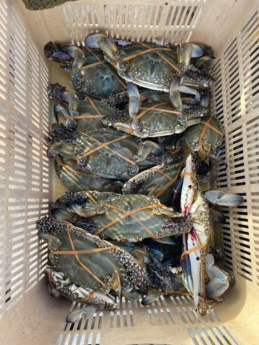 ワタリガニの釣果