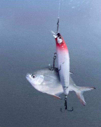 ツバメコノシロの釣果