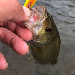 スモールマウスバス