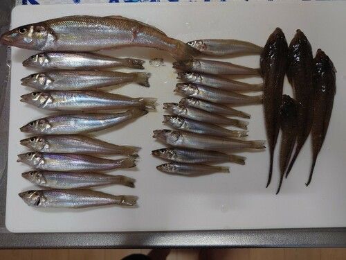 シロギスの釣果