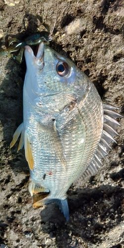 キビレの釣果