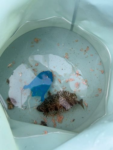アイゴの釣果