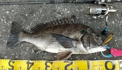 チヌの釣果