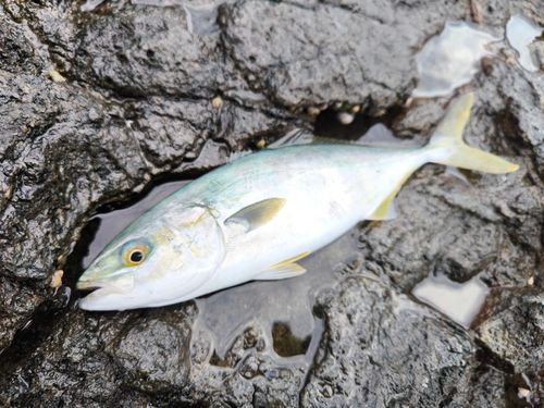 ヒラマサの釣果