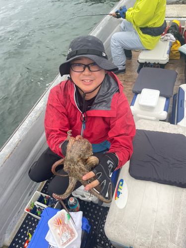マダコの釣果
