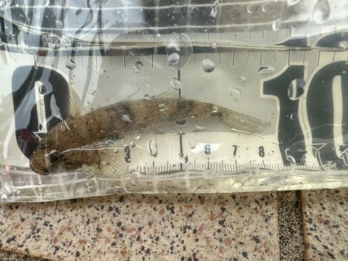 ウロハゼの釣果