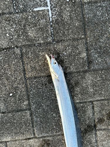 セイゴ（ヒラスズキ）の釣果