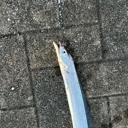 セイゴ（ヒラスズキ）