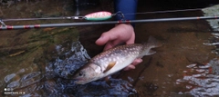 アメマスの釣果