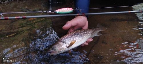 アメマスの釣果