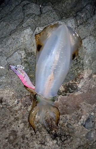 アオリイカの釣果
