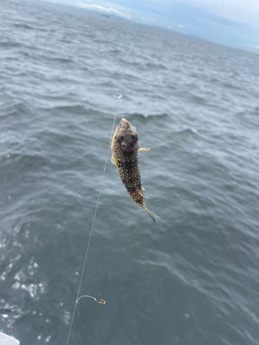 クサフグの釣果