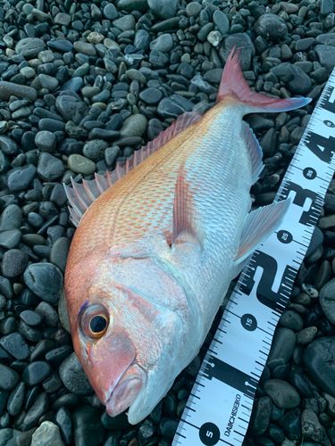 マダイの釣果