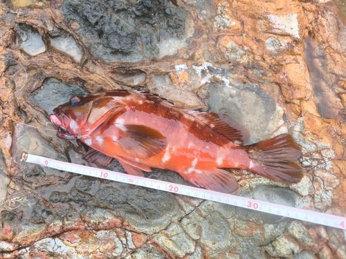 アカハタの釣果