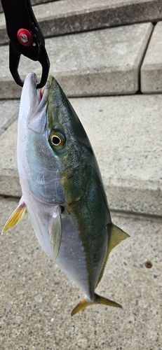 ハマチの釣果