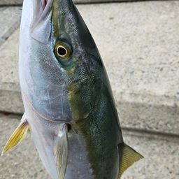 ハマチ