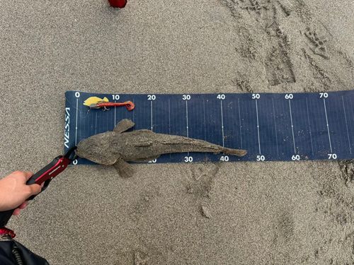 マゴチの釣果