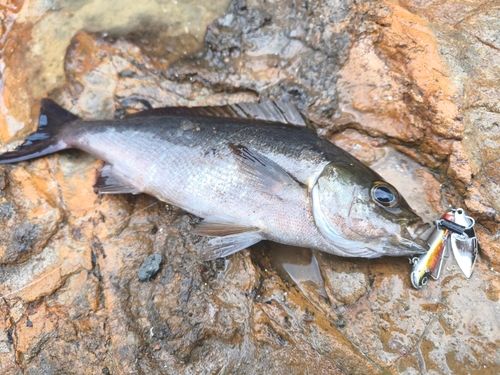 イサキの釣果