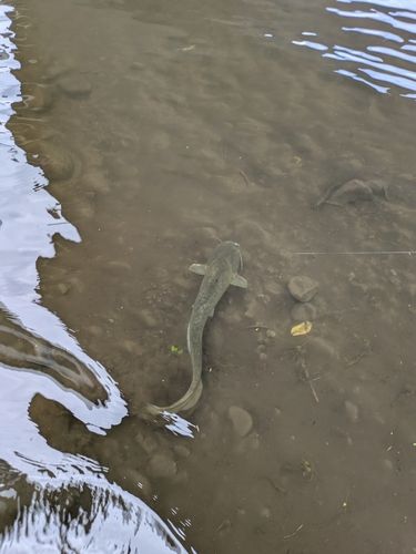 アメリカナマズの釣果