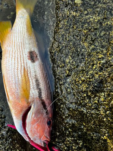 ヨコスジフエダイの釣果