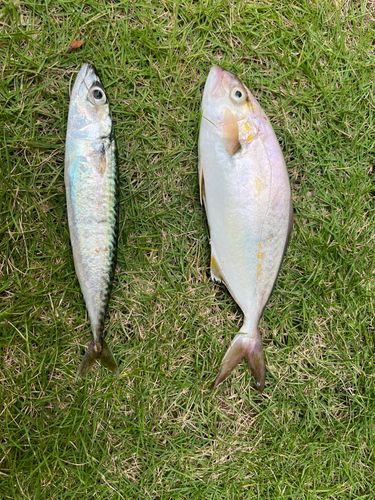 ショゴの釣果