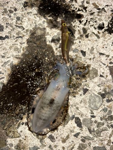 アオリイカの釣果