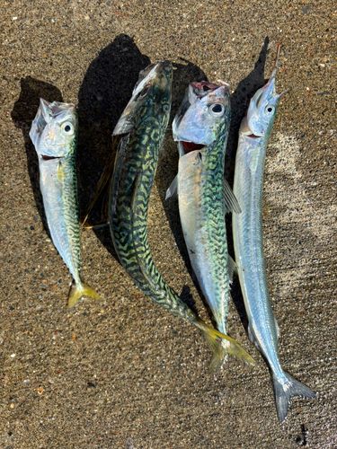 サバの釣果
