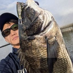 クロダイ