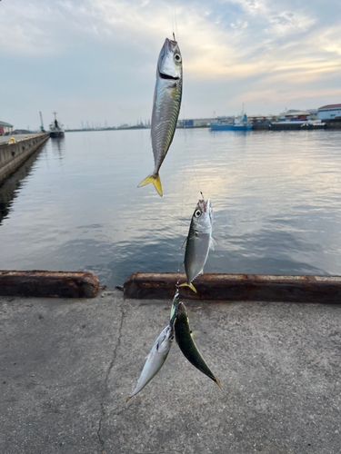 サバの釣果