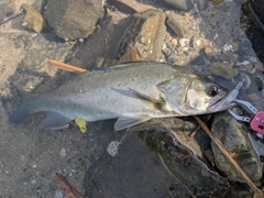 セイゴ（タイリクスズキ）の釣果