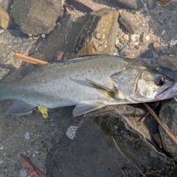 セイゴ（タイリクスズキ）