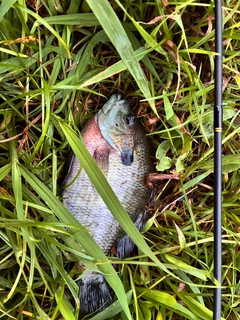 ブルーギルの釣果