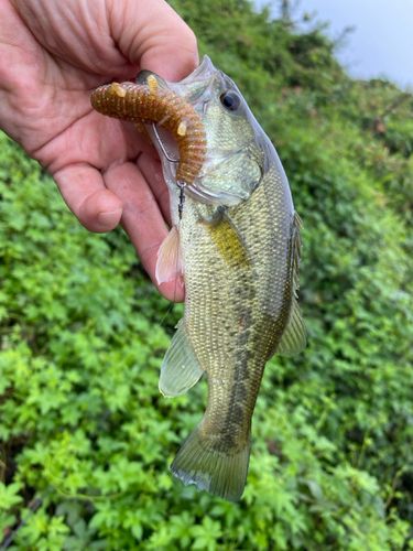 ラージマウスバスの釣果
