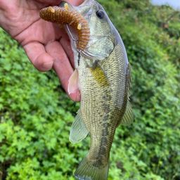 ラージマウスバス