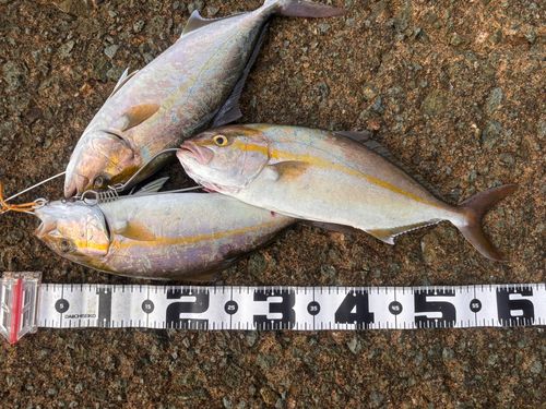 ネリゴの釣果