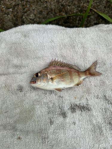 キスの釣果
