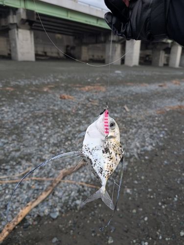 イトヒキアジの釣果