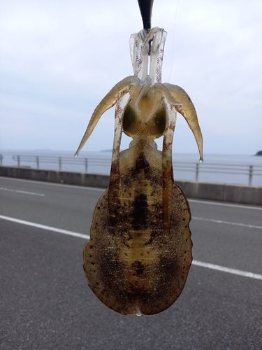 アオリイカの釣果