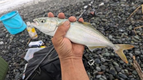 ワカシの釣果