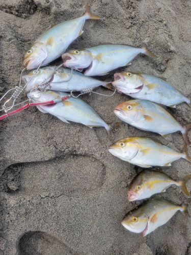 大倉戸海岸