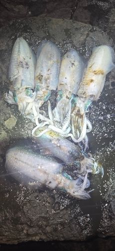雄島