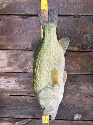 ラージマウスバスの釣果