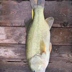 ラージマウスバス