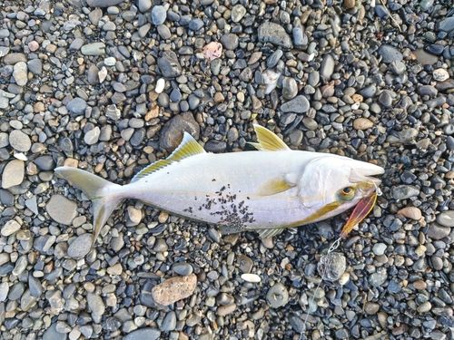 ショゴの釣果