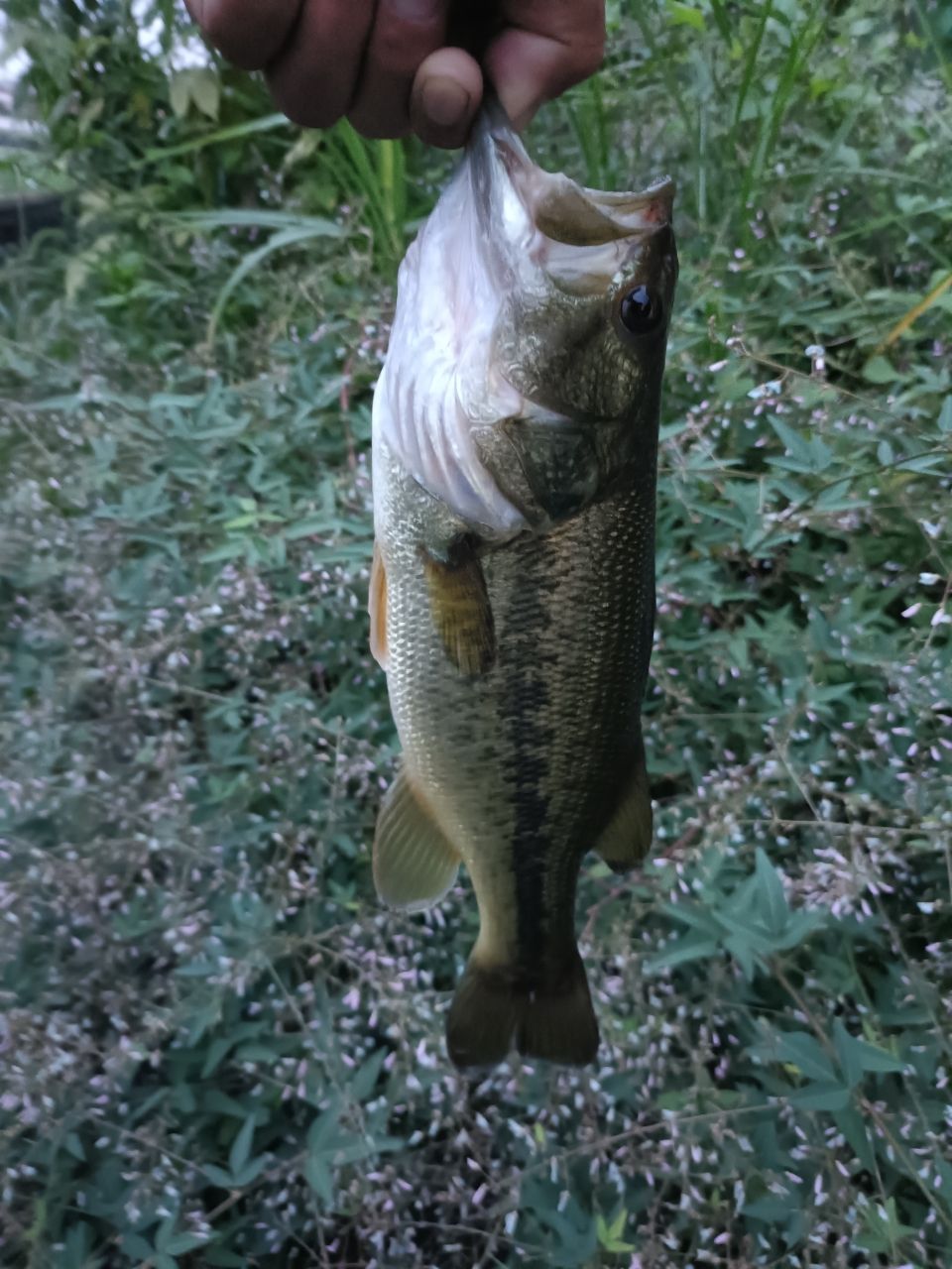 ラージマウスバス