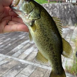 ブラックバス