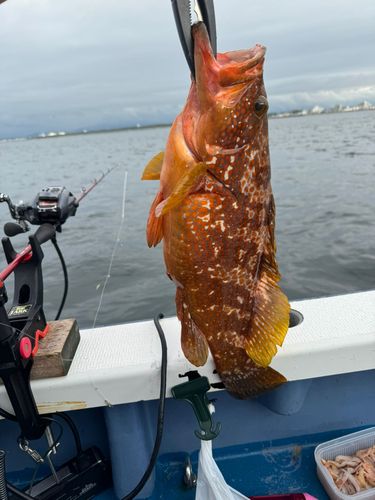 キジハタの釣果