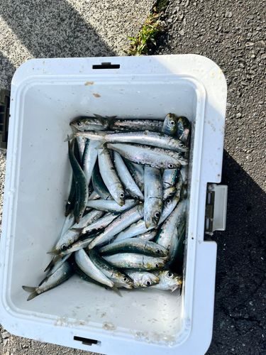 イワシの釣果