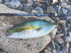 ワカシの釣果